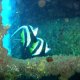 69- Deux poissons cochers visitent l'epave 
